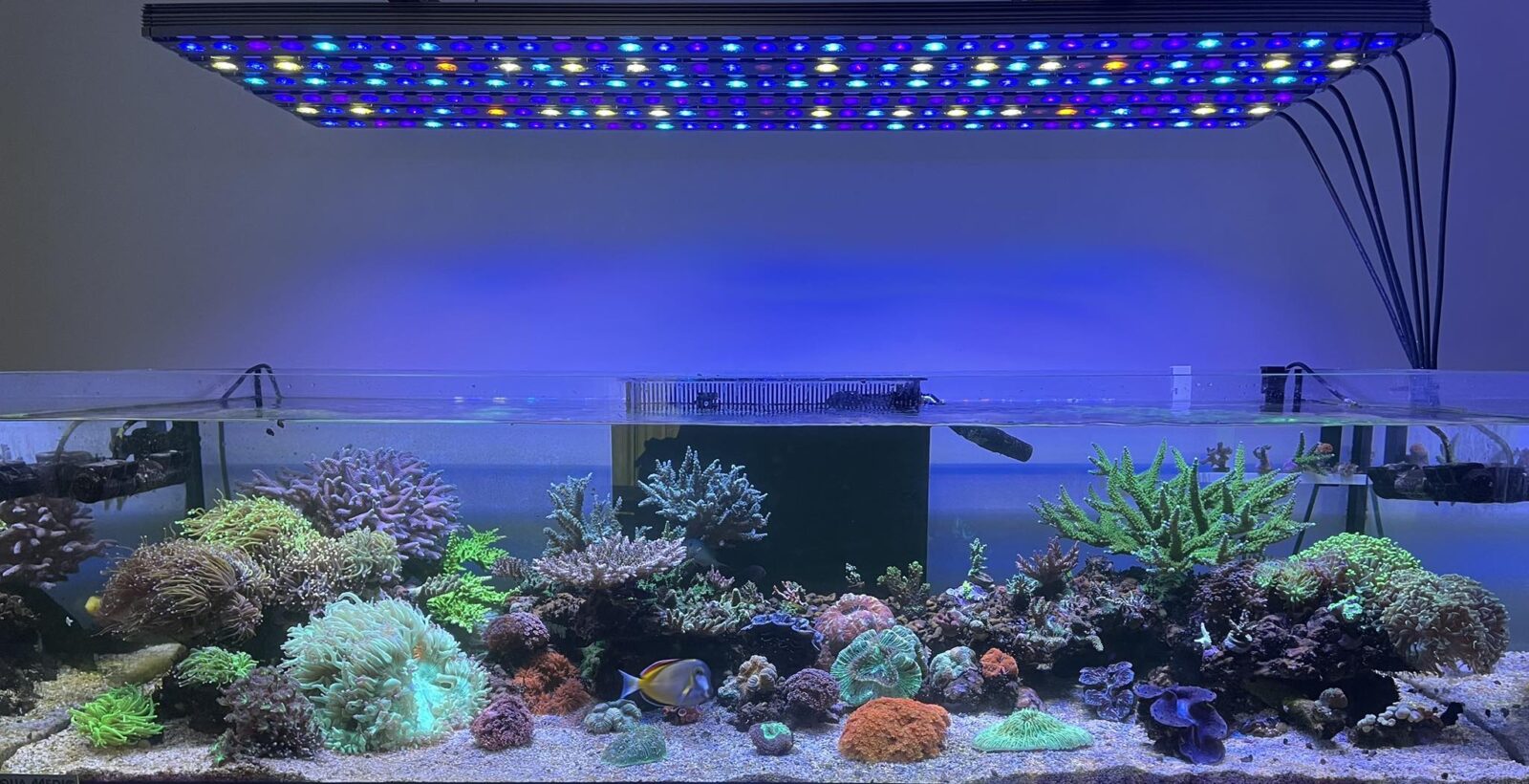 Osix_smart_controller_and_OR3_LED-Bars_over_reef_tank