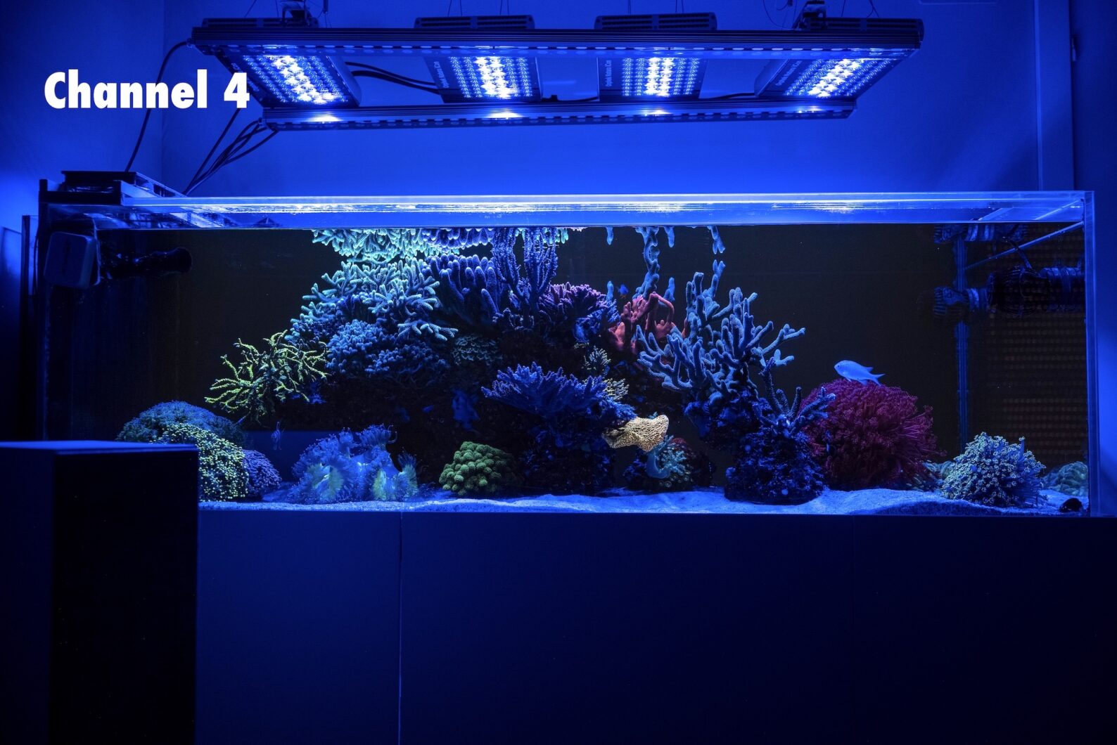 reef-aquarium-blue-spectrum-led-light-2024-natura-icon-