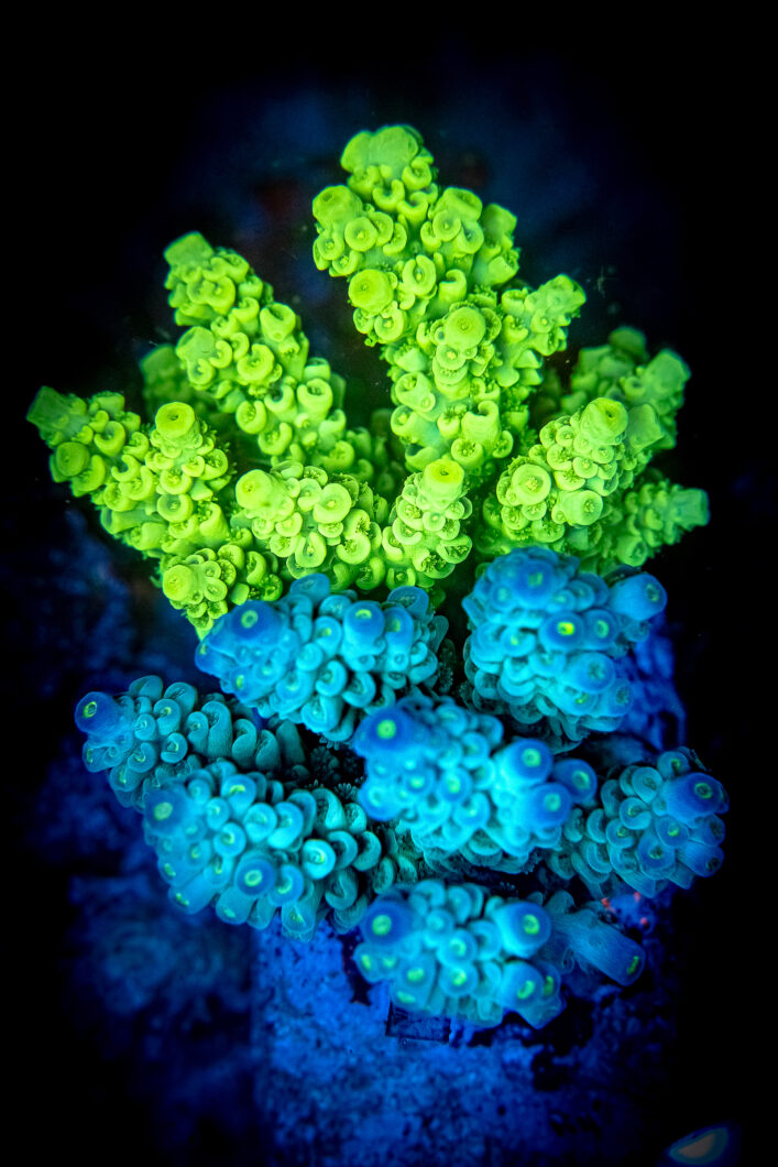 corals-vibrant-fluorescence-natura-led-light