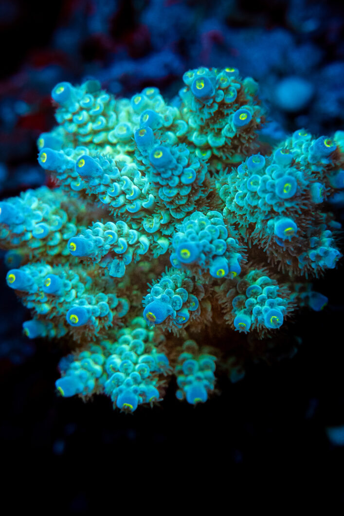 dazzling-fluorescent-corals-natura-lighting