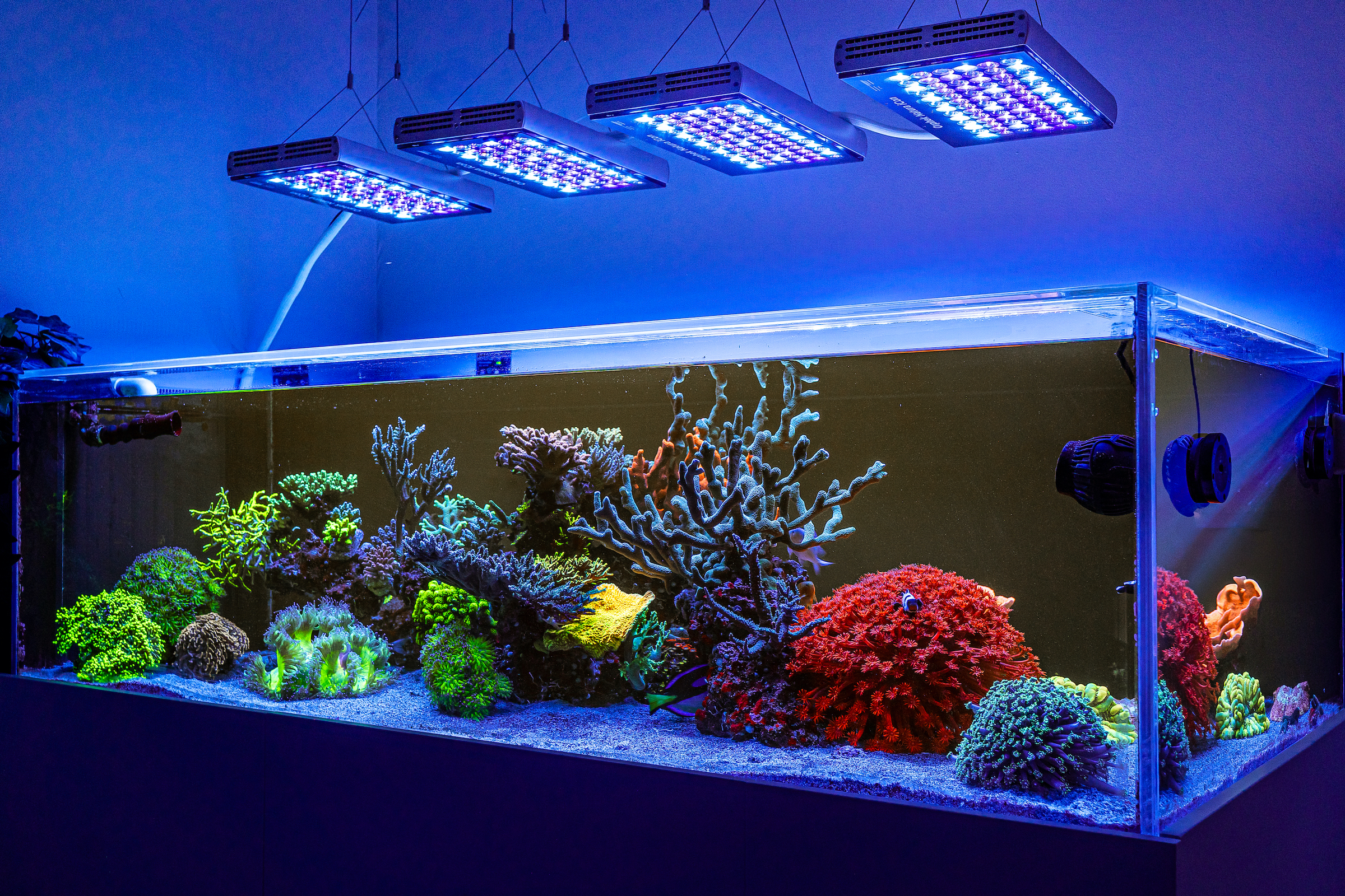 orphek-aquarium-best-led-lighting-natura-icon-reef