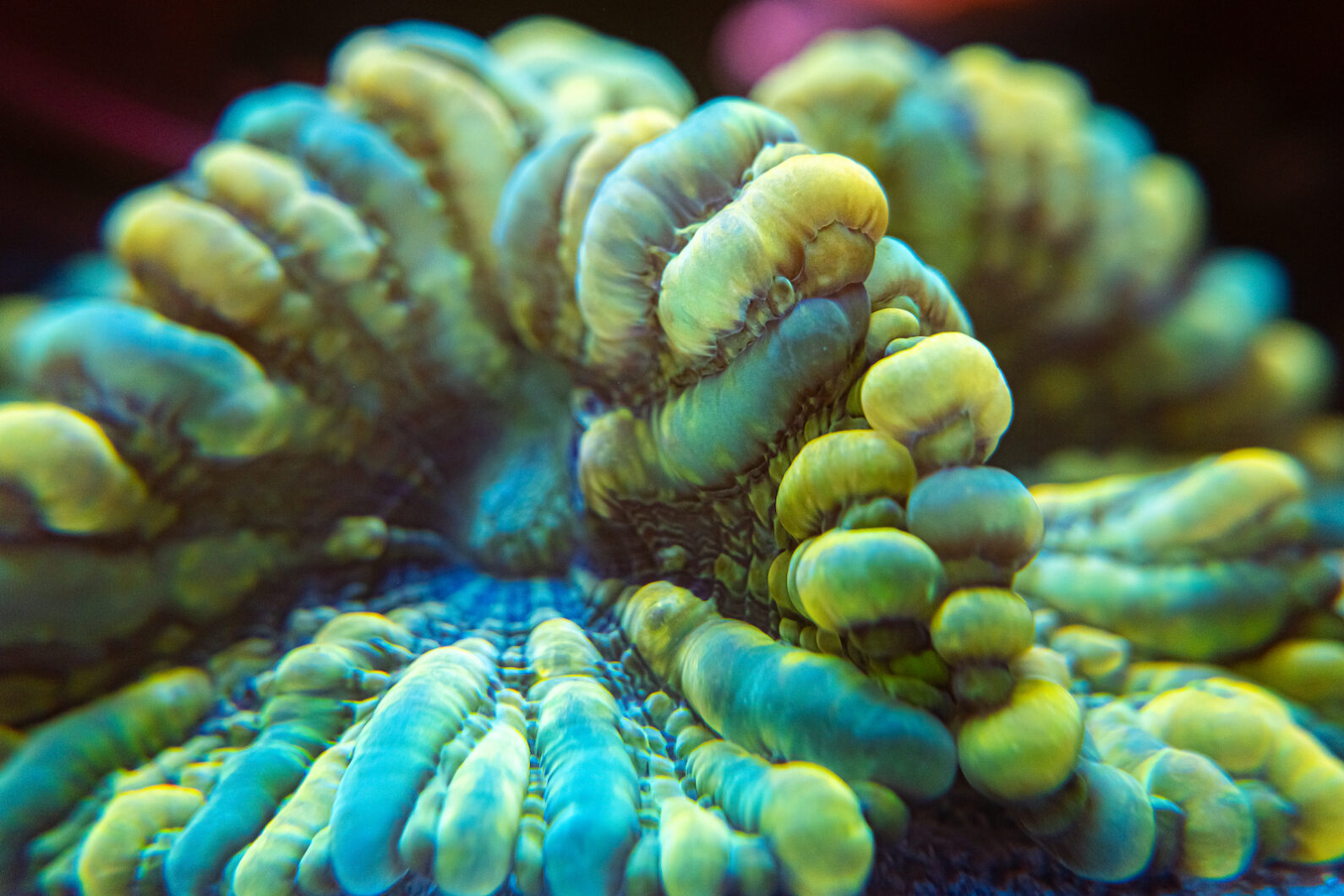 vibrant-fluorescent-corals-under-natura-light