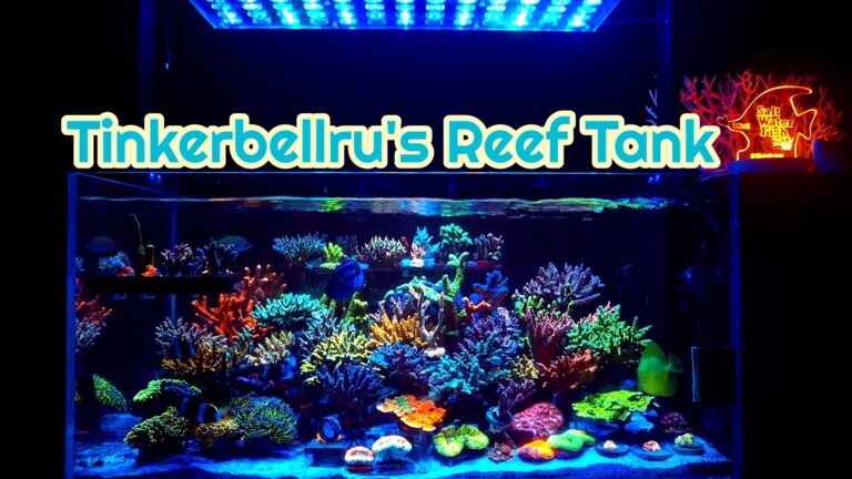 korea_orphek_atlantik_icon_reef_led_aqarium_Lee_Sujin