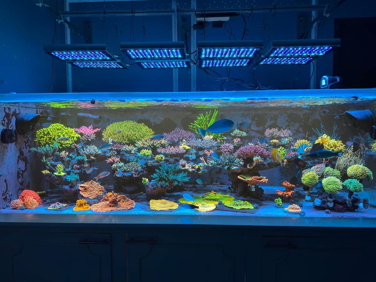 Natura_iCon_blue_coral_pop_fluorescence