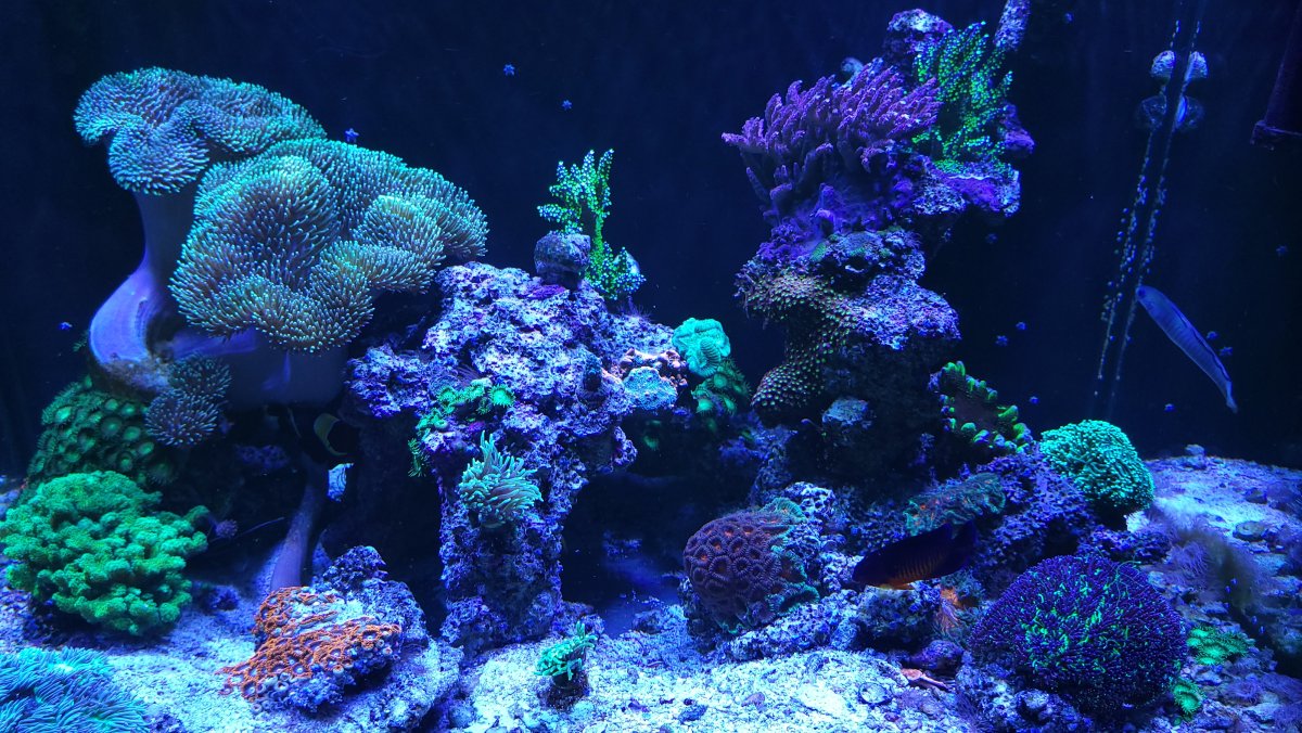 Natura_iCon_renders_coral_-color_pop