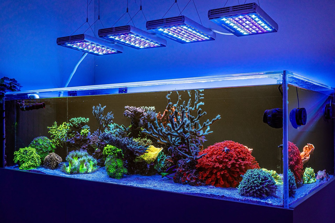Orphek_Natura_iCon_color_pop_reef_aquarium
