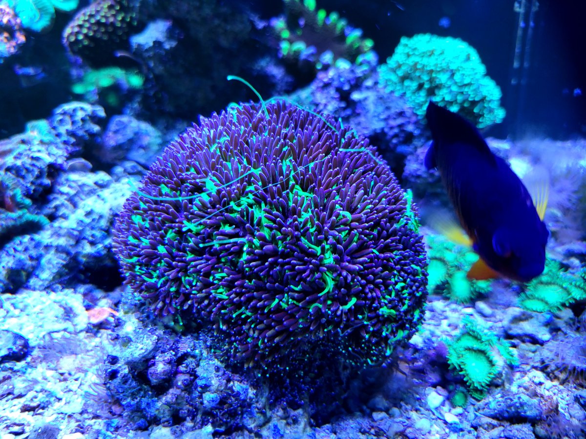 coral_pop_with_Natura_iCon