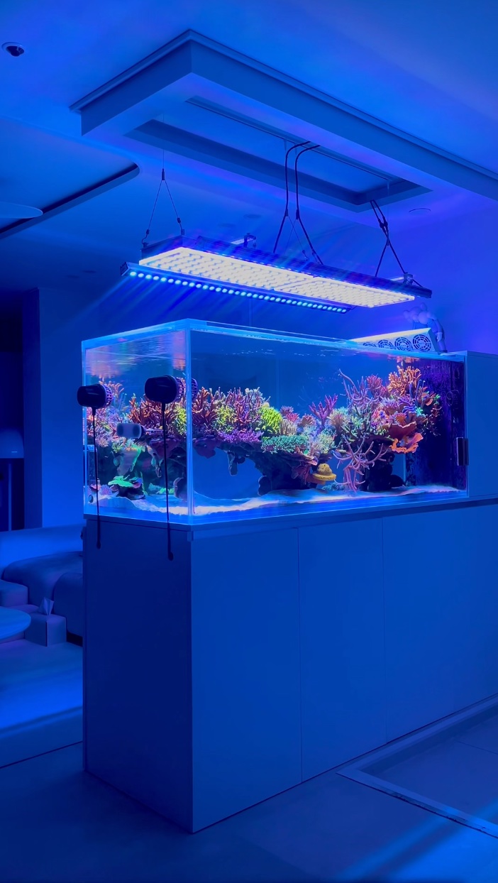 Stunning Reef Tank Lighting Ideas Using Natural Light image