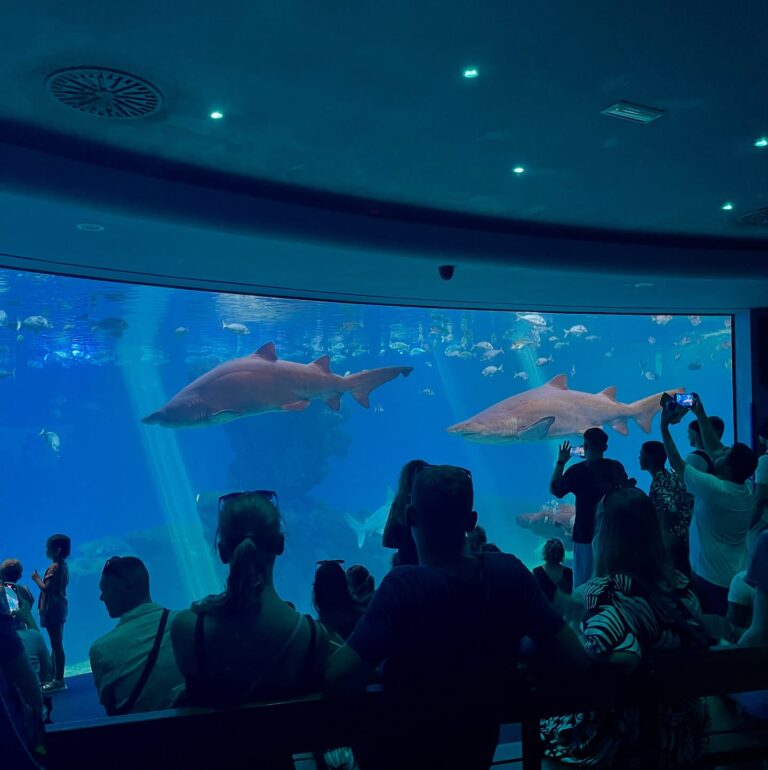 Shark_Tank_Palma_Aquarium_under_Orphek_LED-Lighting_Amazonas_500_and_Amazonas_320