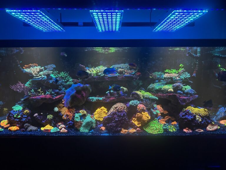 orphek-aquarium-reef-tank-underactinic-blue