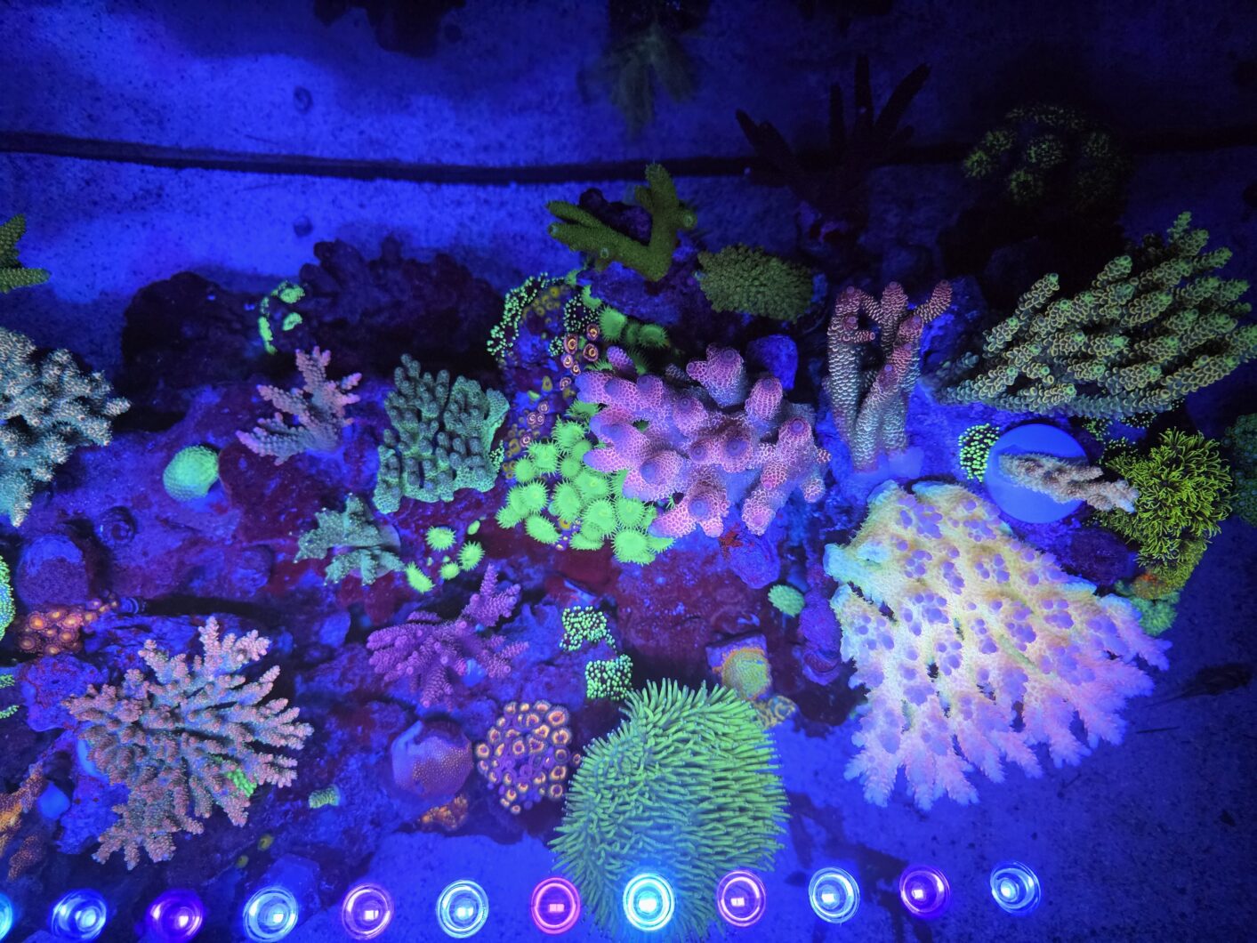 Color_fluorescence_coral_pop_Natura_iCon_LED_light