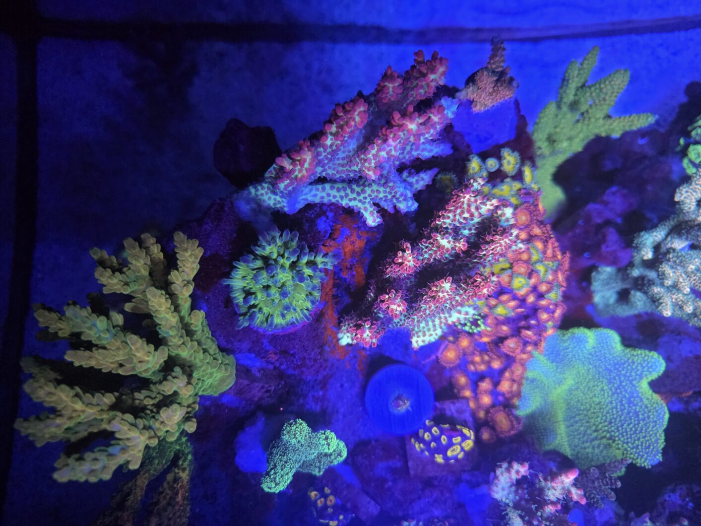 Natura_iCon_orphek_coral_light-
