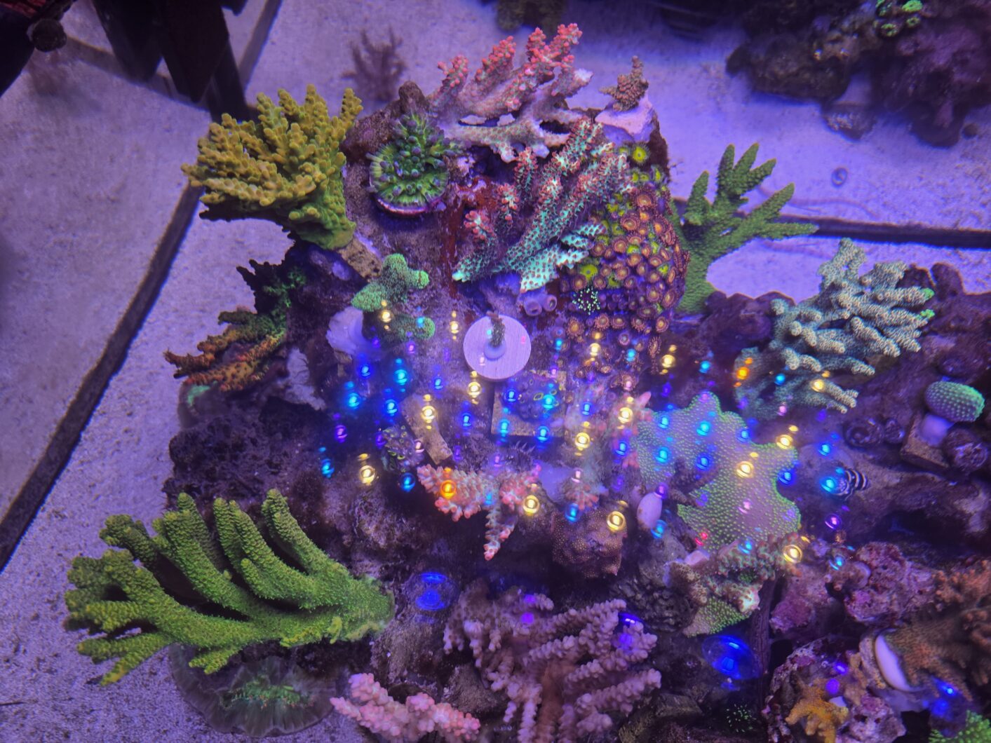 Natura_iCon_sps_stickcoral