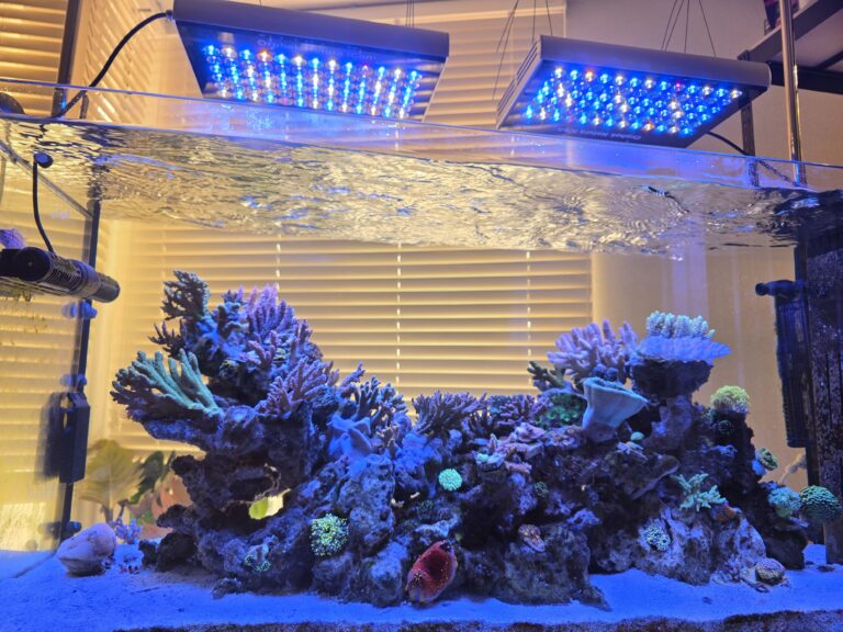 Orphek_Natura_iCon_over_Korean_coral_reef_tank_lighted