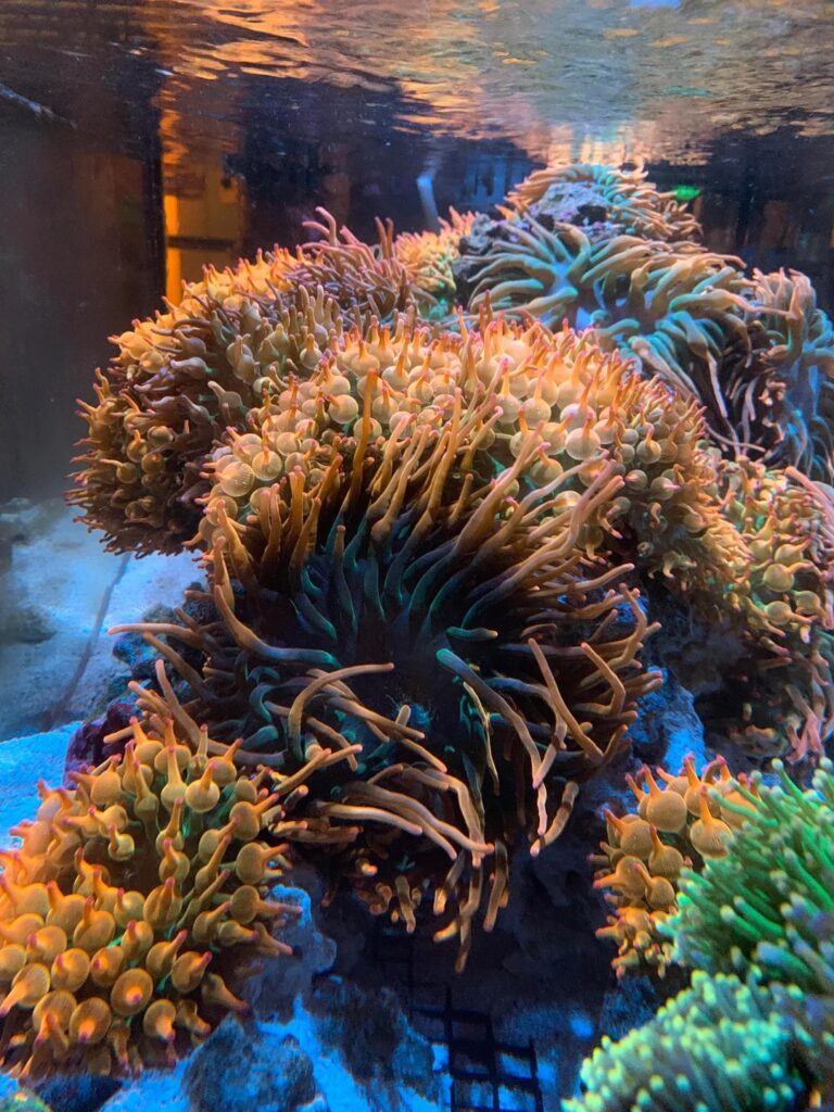 Orphek_anemones_coral_lens_kit