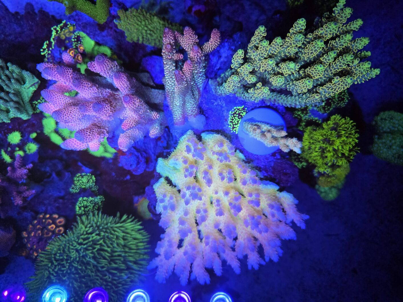 olor_pop_fluorescence_Natura_iCon_LED-light-