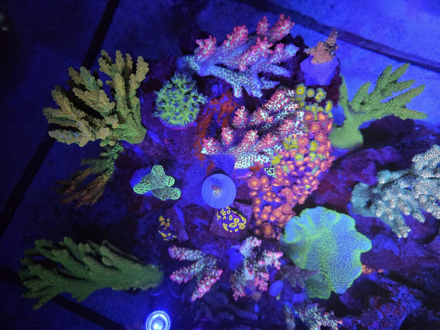 color_pop_fluorescence_coral_frag_Natura_iCon