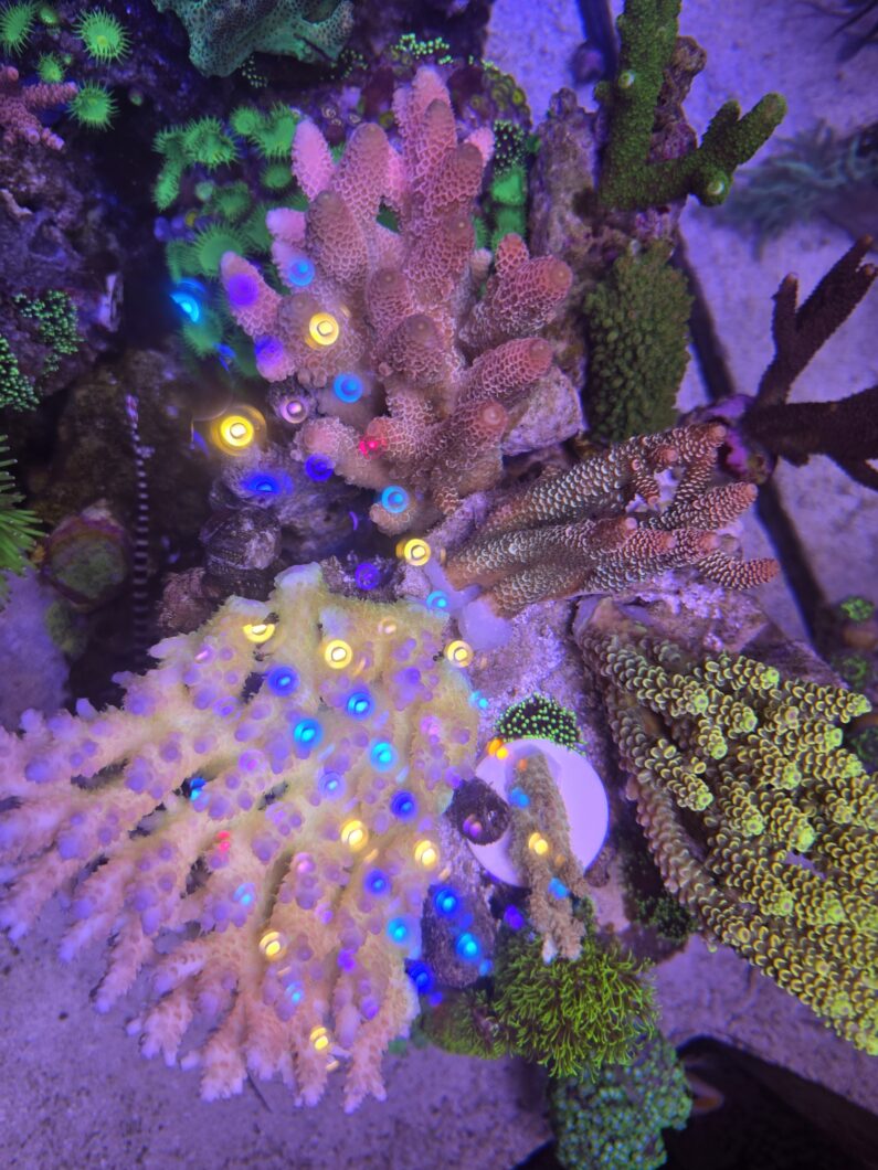 green_acropora_Natura_iCon