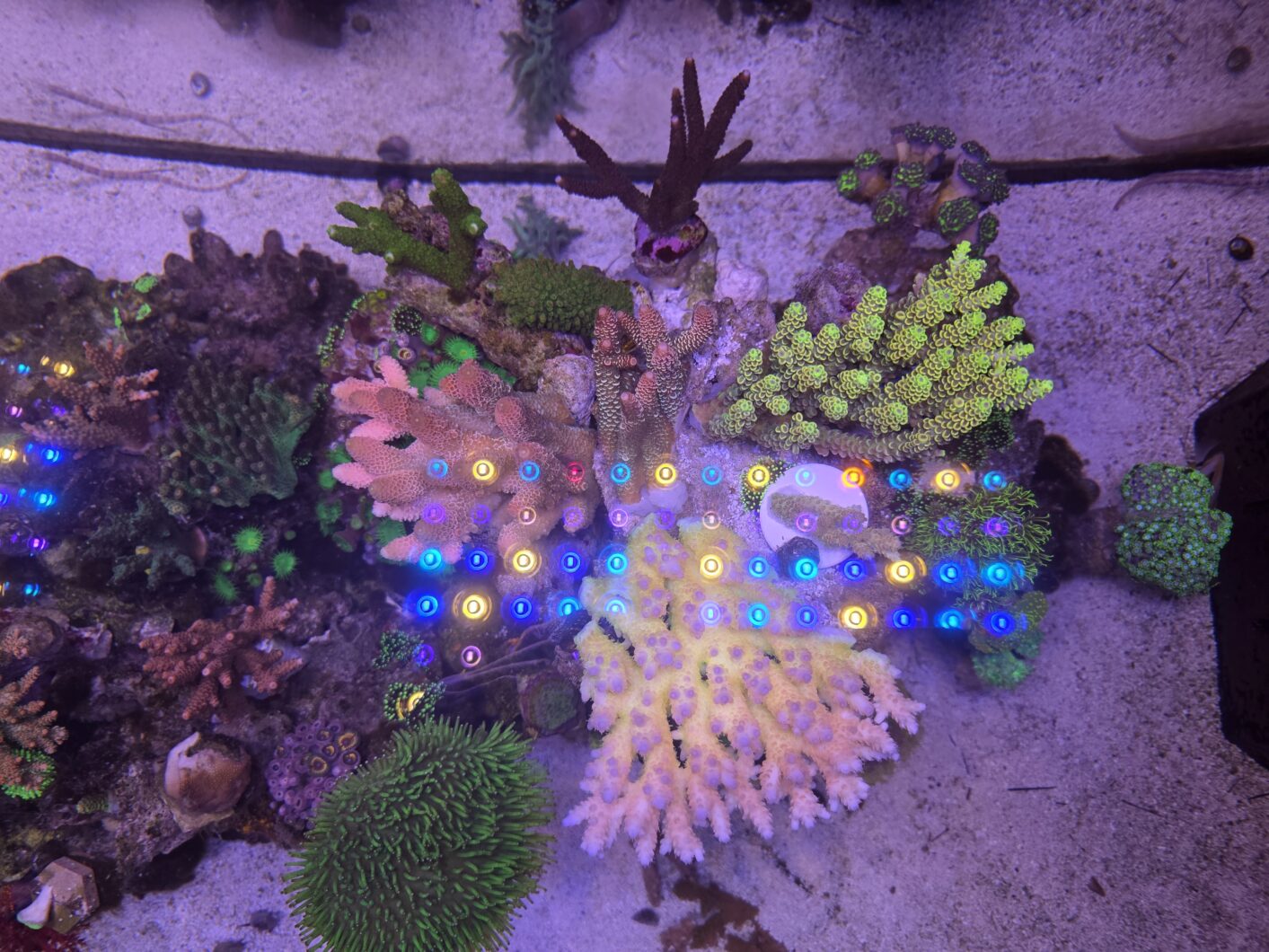 stick_coral_LED_light_Natura_iCon-scaled