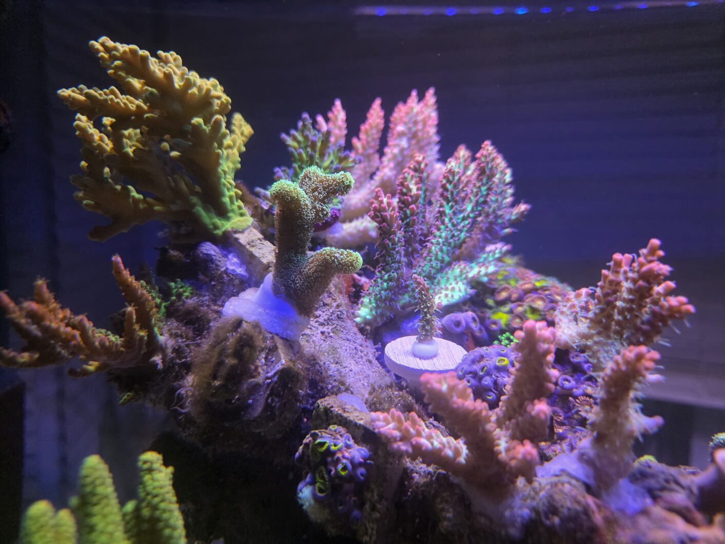 yellow_color_coral_Natura_iCon_LED_Light