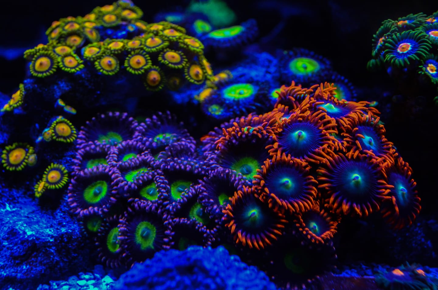 Corals_iluminated_by_orphek_led_lighting _systems