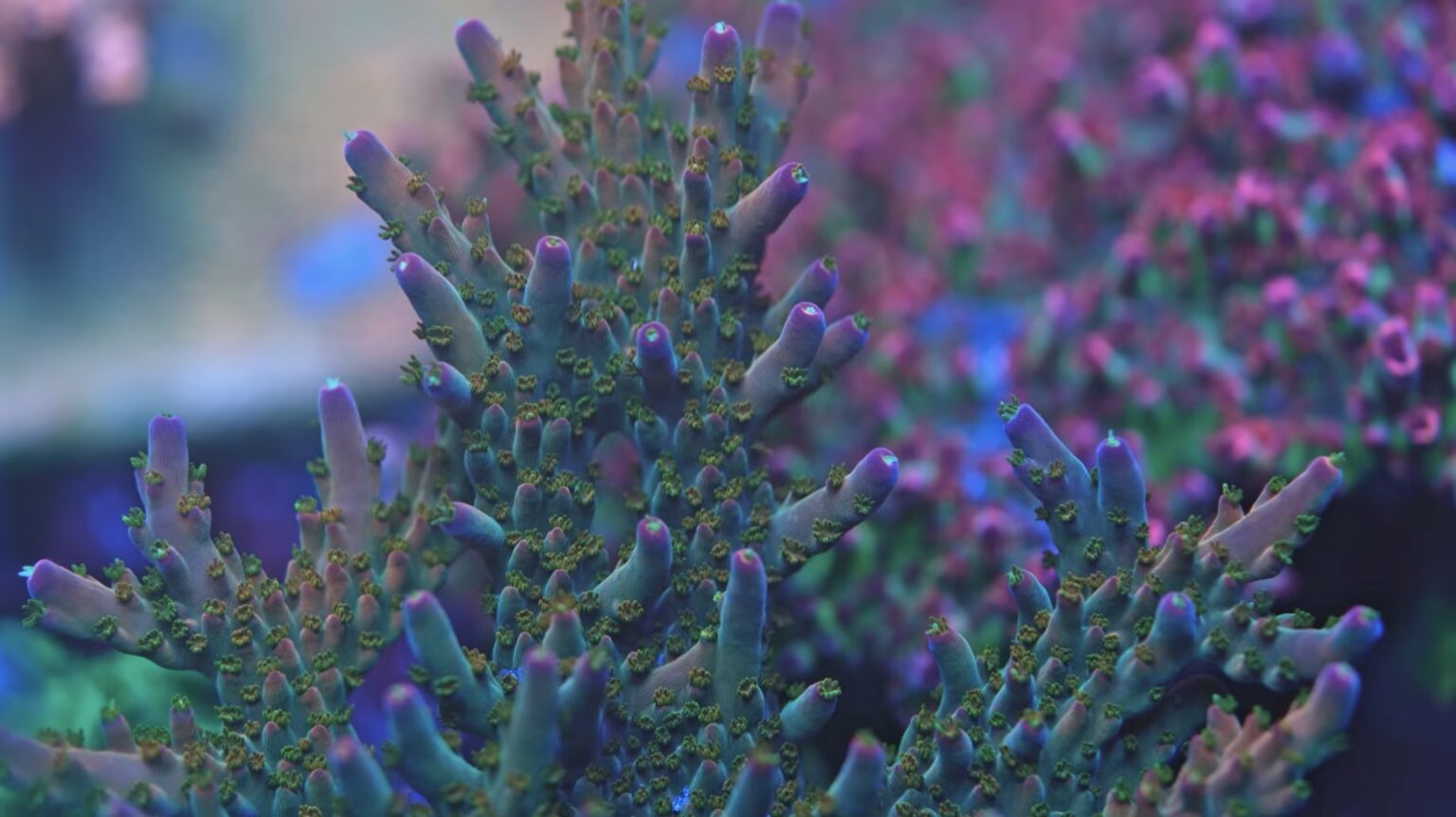 Photo inspiration: Picture Idea: 200 Gallon Sps Reef Tank Powered By Orphek Orphek