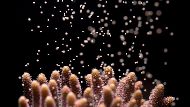 coral-spawning-Orphek_iCon