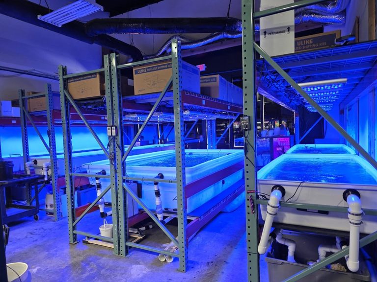 reefchasers_natura_icon_coral_biodiversity_coral_farm