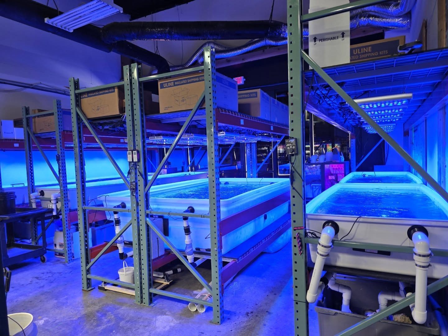 reefchasers_natura_icon_coral_biodiversity_coral_farm