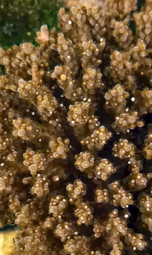 TGC_Pearly_Gates_coral_spawning