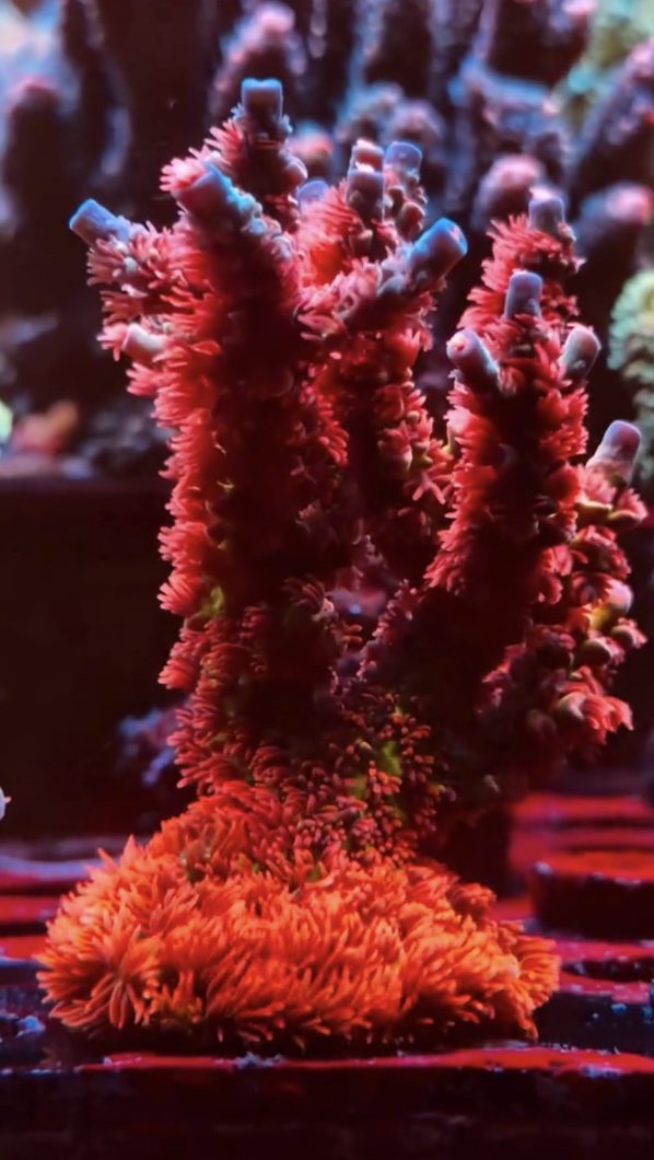 Cherry_bomb_coral_acropora_orphek