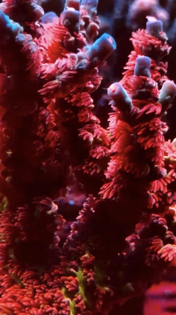 cherry_bomb_acropora_corals_natura_icon