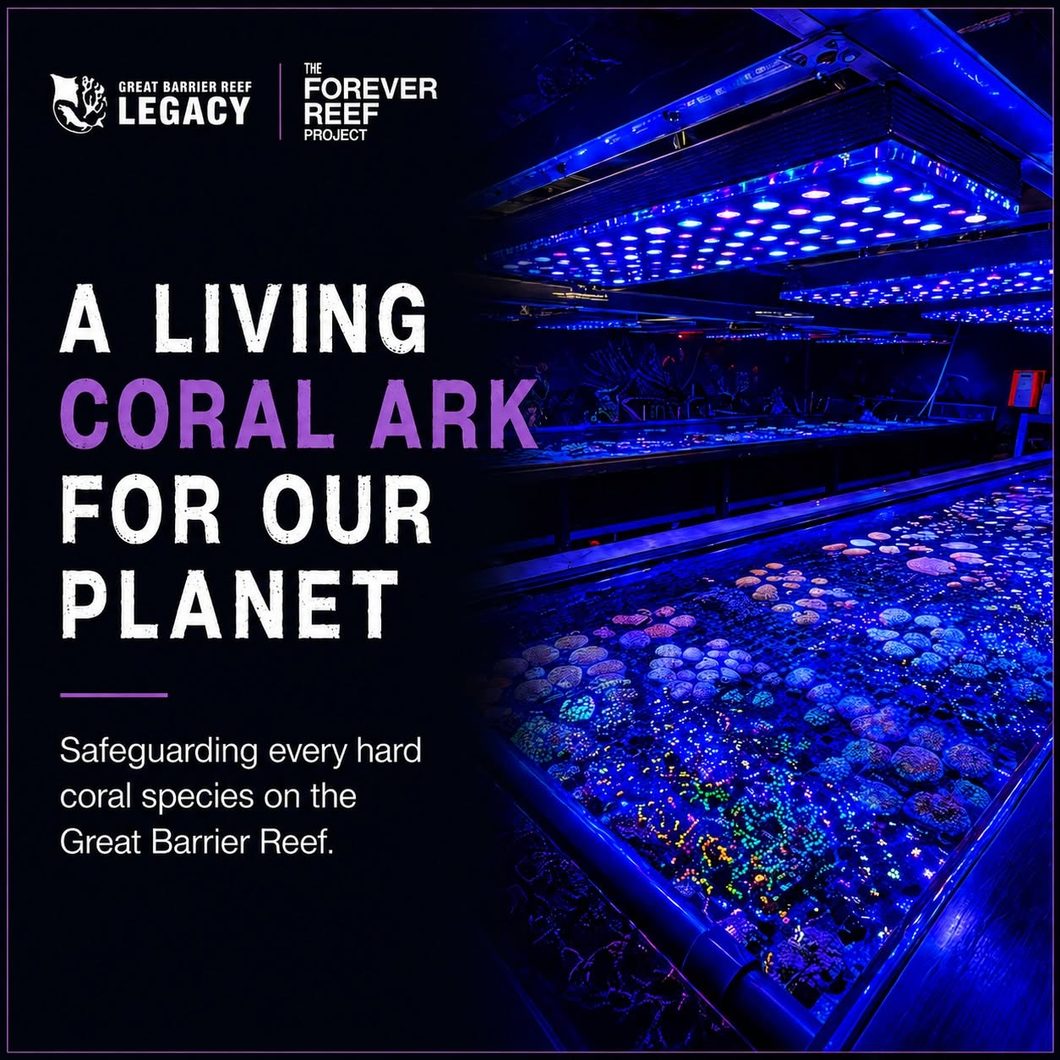 Celebrating Coral Reef Awareness Week Orphek Celebrating Coral Reef Awareness Week Orphek