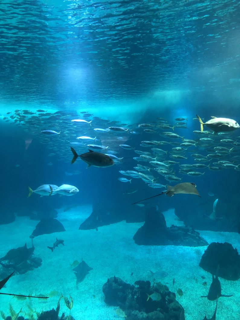 Aquario_de_lisboa_Orphek_led_lighting