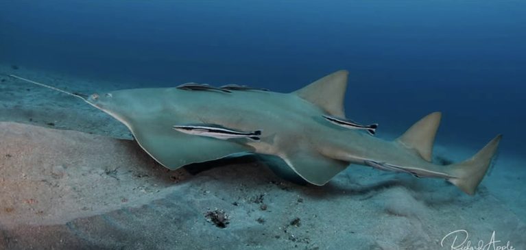 sawfish
