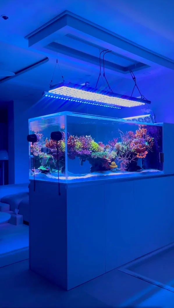 reef_tank_from_korea_with_orphek_LEd_lighting_systems