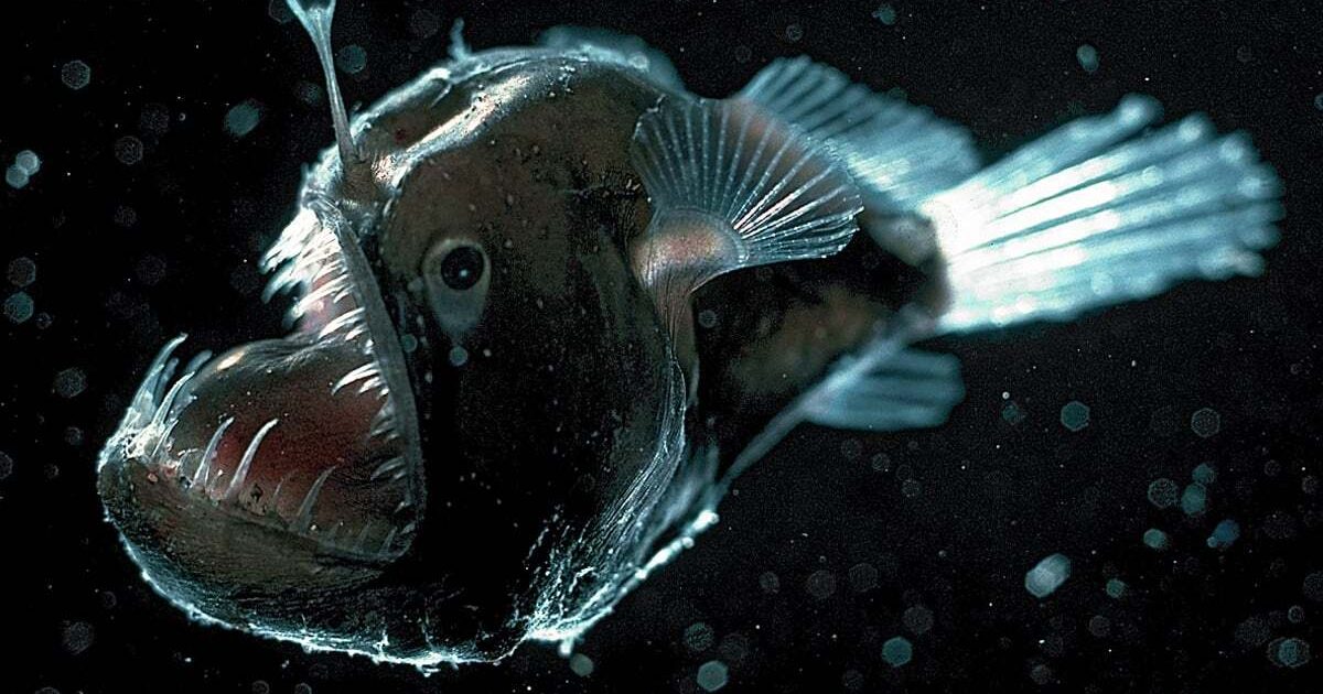 deep see anglerfish photo