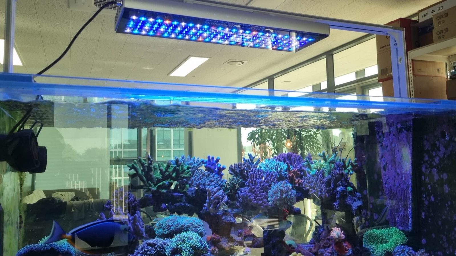 Central-reef-arch-and-coral-structure-illuminated-by-the-Orphek-Natura-iCon-MAX