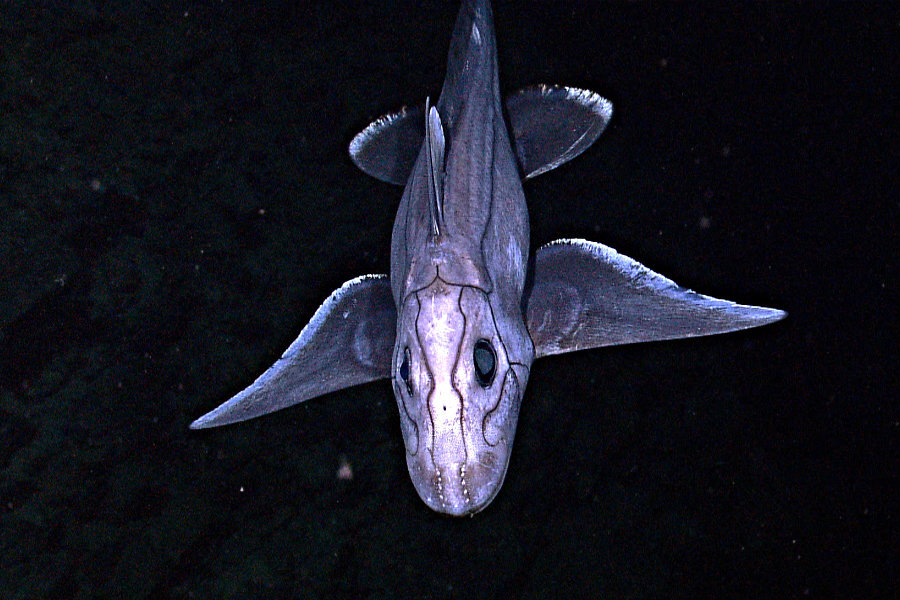ghost shark