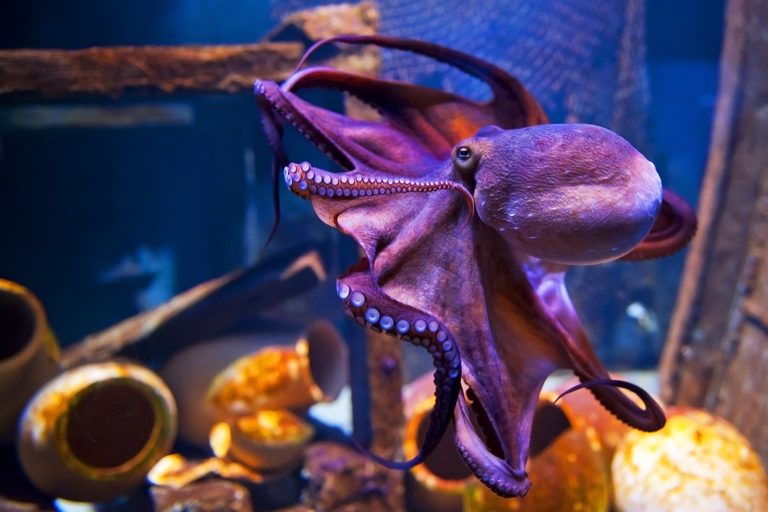 Orphek_led_lighting_for_public_aquarium_octopuss