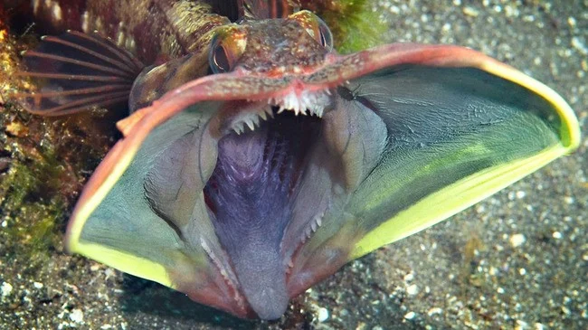 sarcastic fish