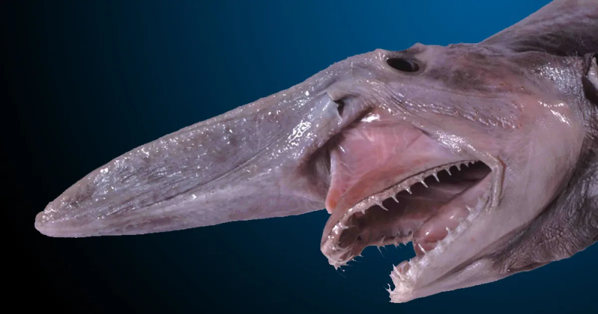 goblin shark