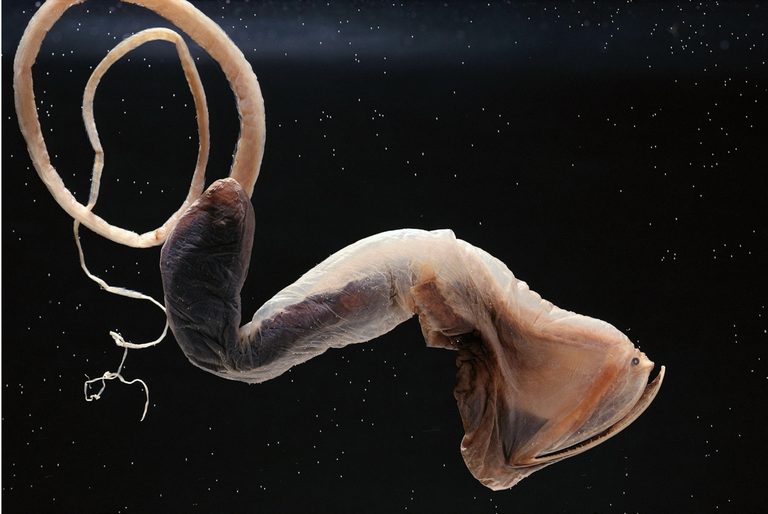 gulper eel