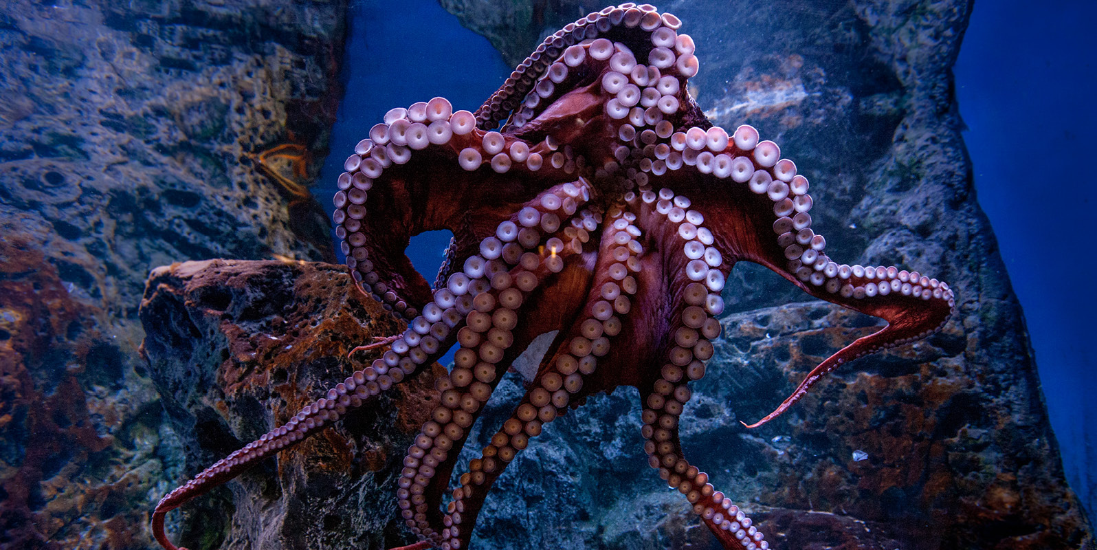 octopuss_orphek_LED-Lighting