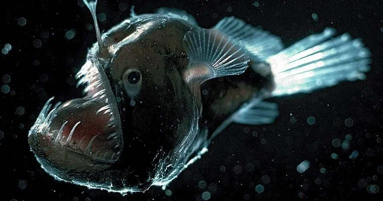 deep see anglerfish photo